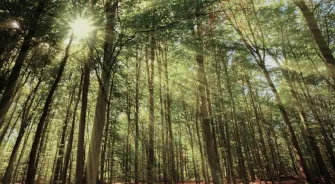 In the forest with sunlight shining through the trees